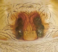 Cicurina cicur
