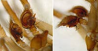 Cicurina cicur