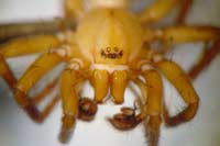 Cicurina cicur