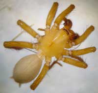 Cicurina cicur