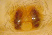 Cicurina cicur