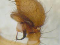 Cicurina cicur