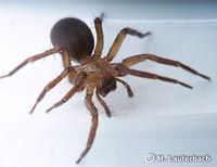 Cicurina cicur
