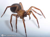 Cicurina cicur