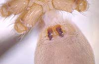 Cicurina cicur