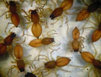 Clubiona brevipes