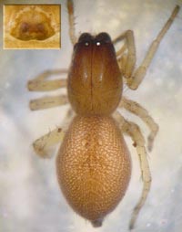 Clubiona brevipes