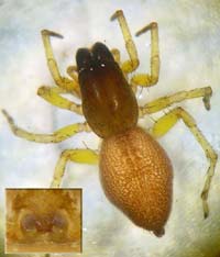 Clubiona brevipes