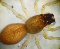 Clubiona brevipes
