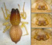 Clubiona brevipes