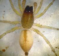 Clubiona brevipes
