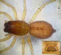 Clubiona brevipes