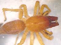 Clubiona brevipes