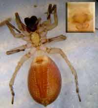 Clubiona caerulescens