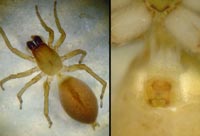 Clubiona lutescens