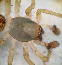 Clubiona comta