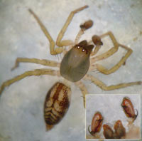 Clubiona comta