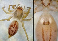 Clubiona comta