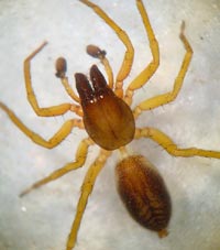 Clubiona comta