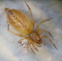 Clubiona comta
