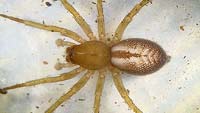Clubiona corticalis