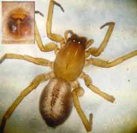 Clubiona corticalis