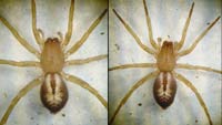 Clubiona corticalis