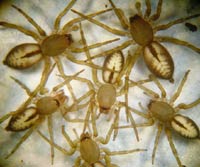 Clubiona corticalis