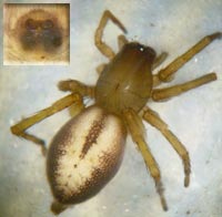 Clubiona corticalis