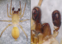 Clubiona diversa