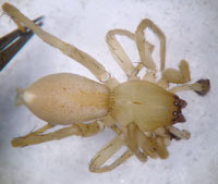 Clubiona frisia