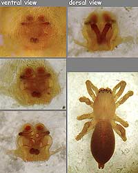 Clubiona cf. similis