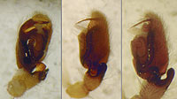 Clubiona frutetorum