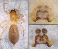 Clubiona frutetorum