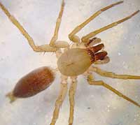 Clubiona frutetorum
