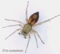 Clubiona leucaspis