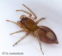 Clubiona leucaspis