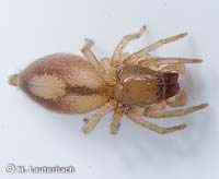 Clubiona leucaspis