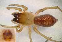 Clubiona lutescens