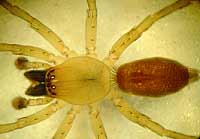 Clubiona lutescens