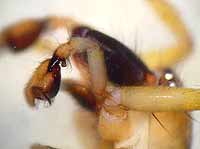 Clubiona lutescens