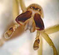 Clubiona lutescens