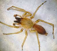 Clubiona lutescens