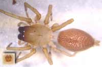 Clubiona lutescens
