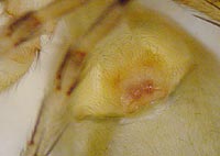 Clubiona neglecta