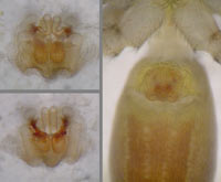 Clubiona neglecta
