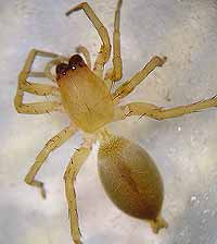 Clubiona neglecta