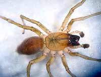 Clubiona pallidula