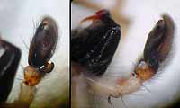Clubiona pallidula