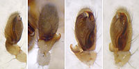 Clubiona pallidula